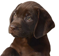 Labrador Puppies for Adoption on Long Island Labrador Puppies for Adoption on Long Island