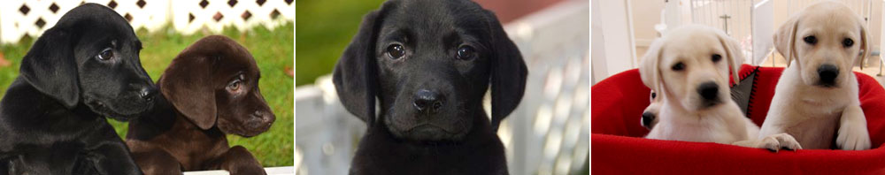Long Island Labrador Puppies for Adoption Long Island Labrador Puppies for Adoption